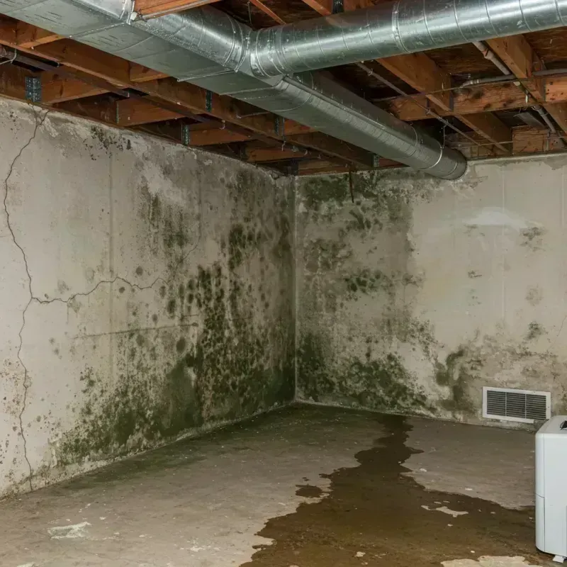 Professional Mold Removal in East McKeesport, PA